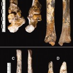 A boka, és az egyéb lábcsontok felvétele a Science honlapjáról